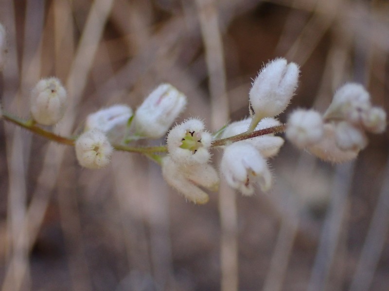 Chiricahua Mountain Alumroot photo 6