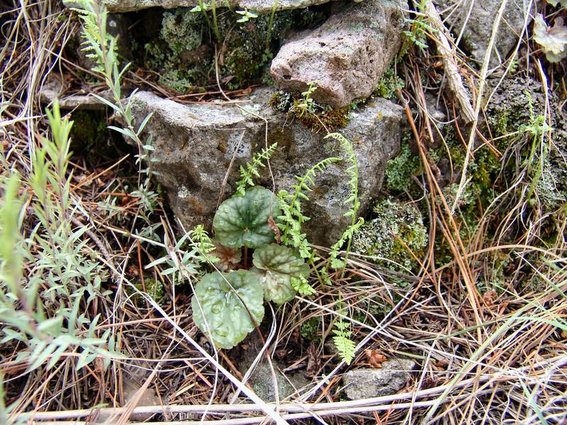 Chiricahua Mountain Alumroot photo 7