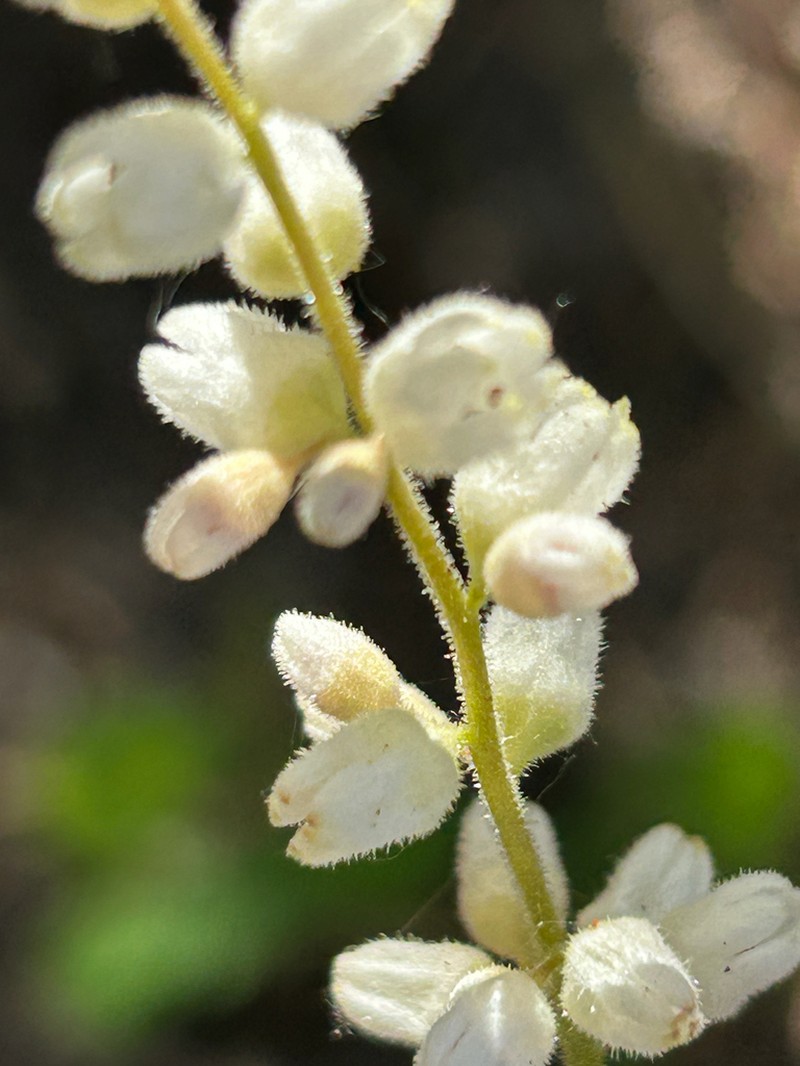 Chiricahua Mountain Alumroot photo 8