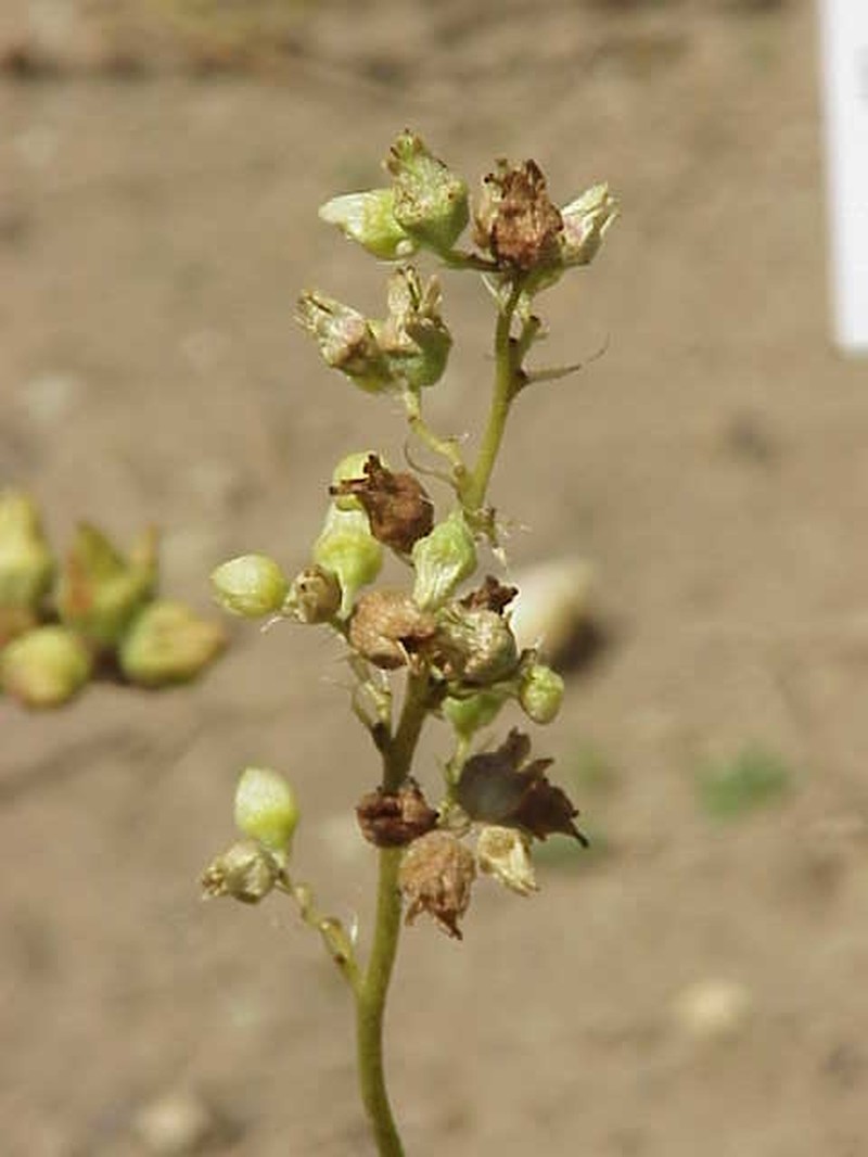 Gooseberryleaf Alumroot