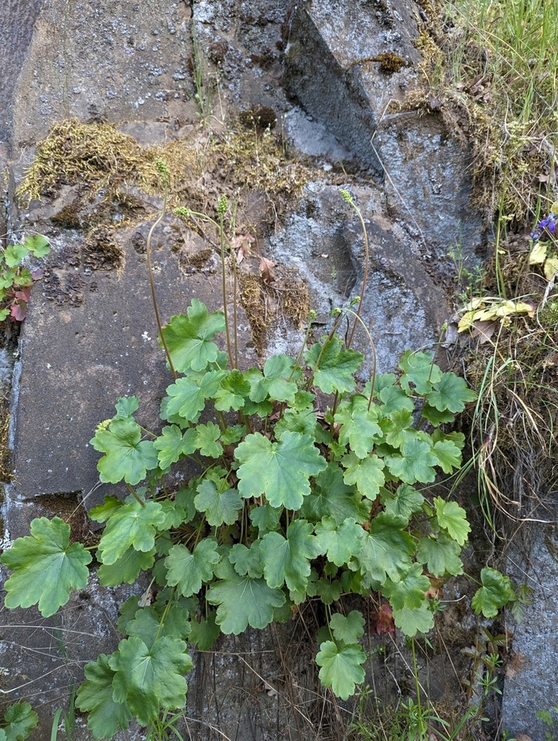 Gooseberryleaf Alumroot photo 3