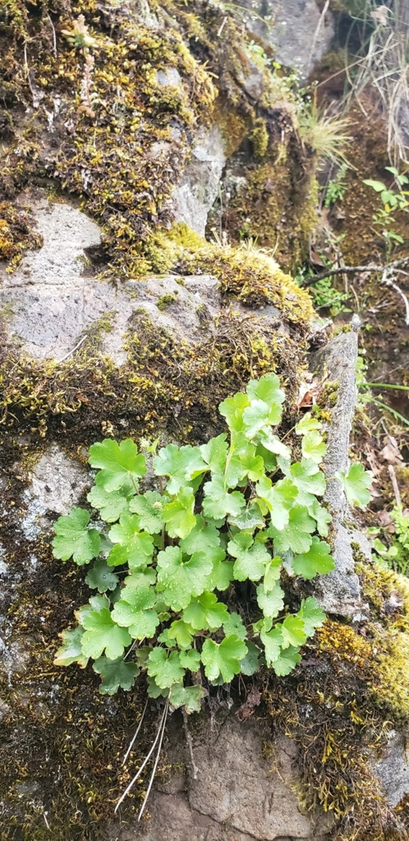 Gooseberryleaf Alumroot photo 5