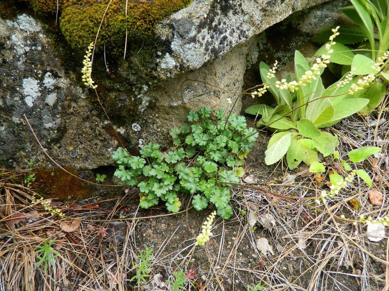 Gooseberryleaf Alumroot photo 6