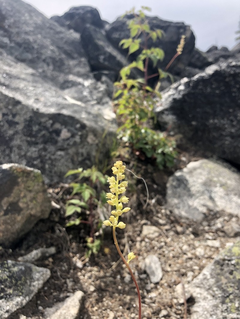 Gooseberryleaf Alumroot photo 7