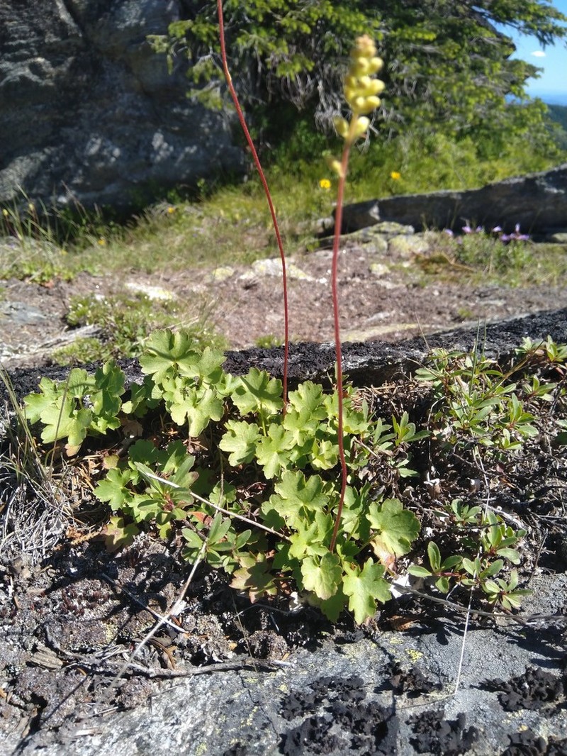 Gooseberryleaf Alumroot photo 8