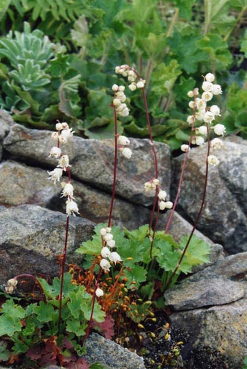 Front Range Alumroot