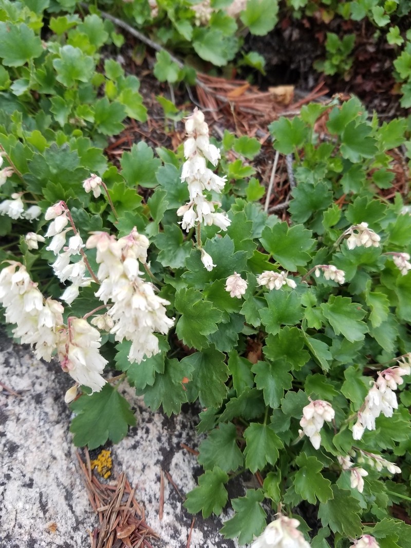 Front Range Alumroot