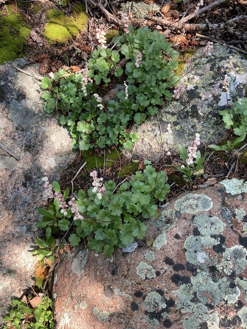 Front Range Alumroot photo 2
