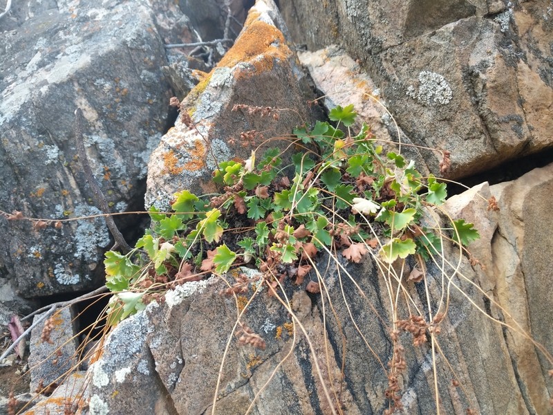 Front Range Alumroot photo 3