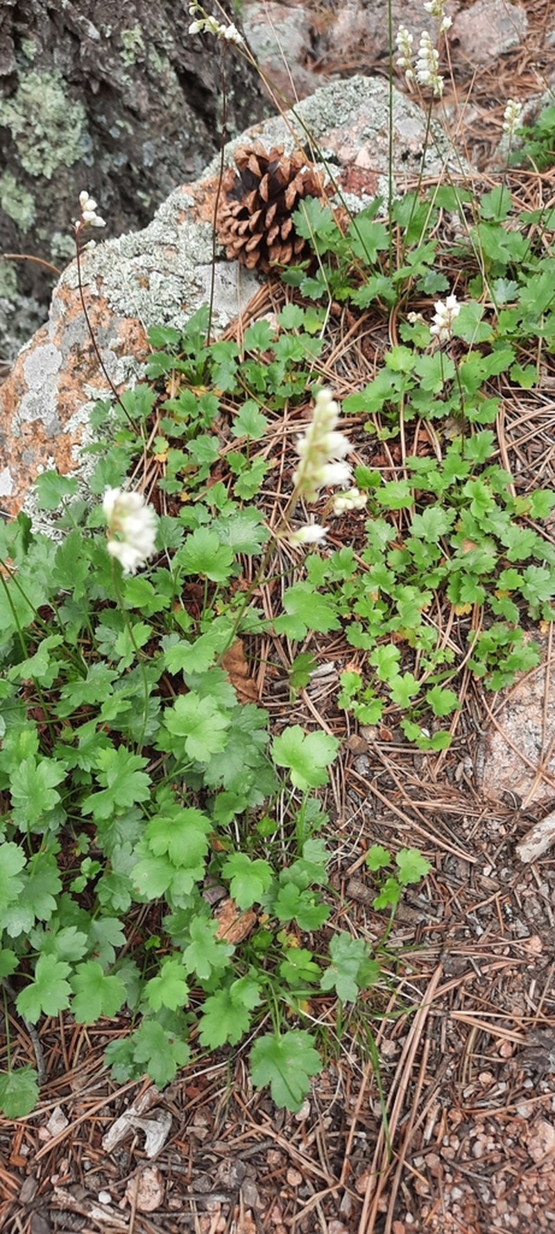 Front Range Alumroot photo 4