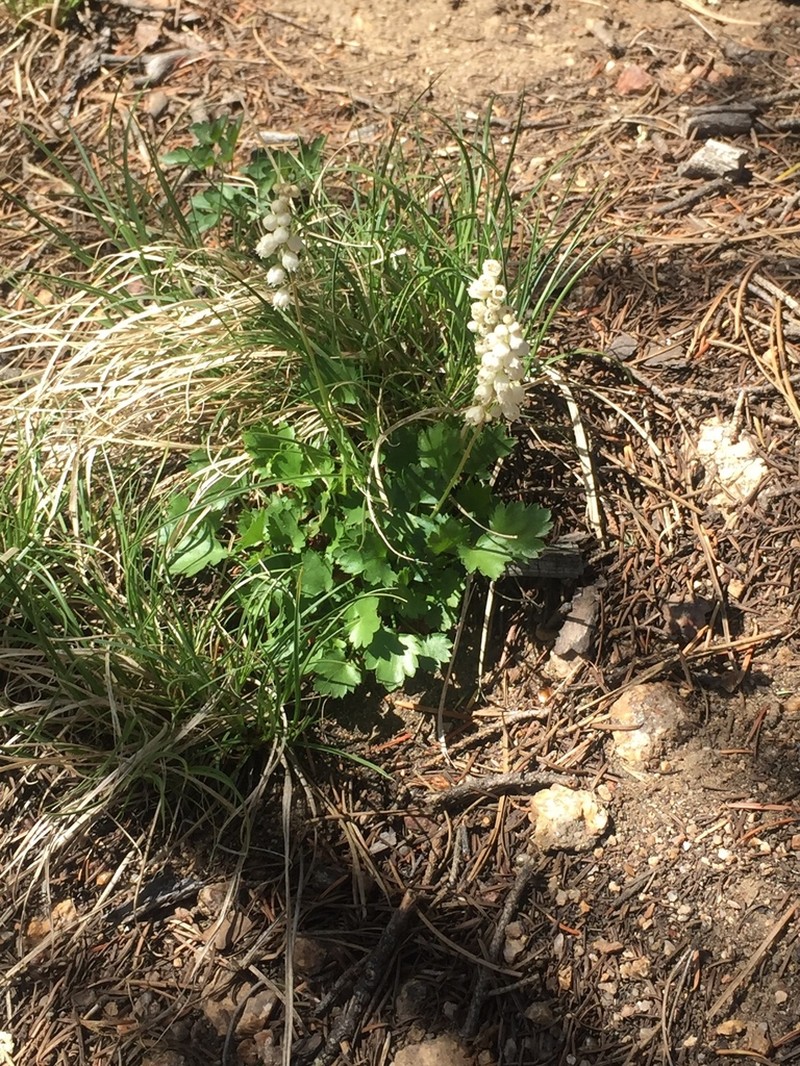 Front Range Alumroot photo 5