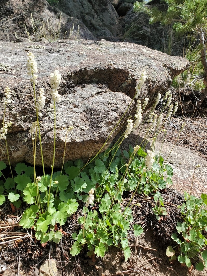 Front Range Alumroot photo 6