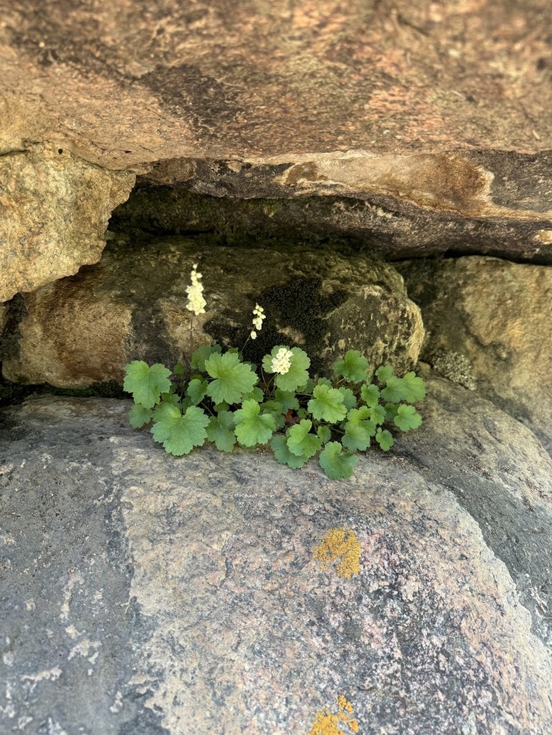 Front Range Alumroot photo 7