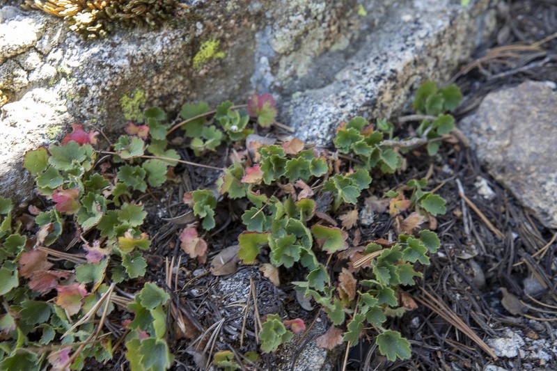 Shaggyhair Alumroot
