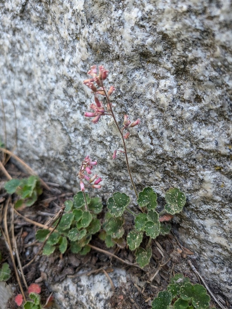 Shaggyhair Alumroot photo 2
