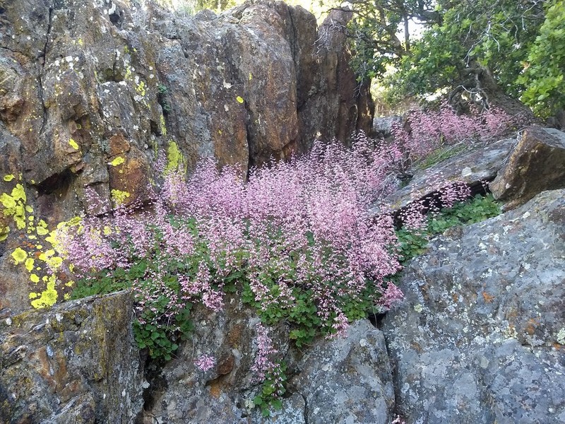 Shaggyhair Alumroot photo 3