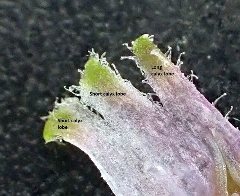 Shaggyhair Alumroot photo 5