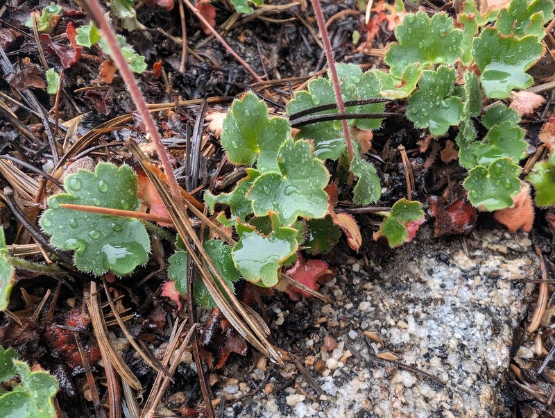 Shaggyhair Alumroot photo 6