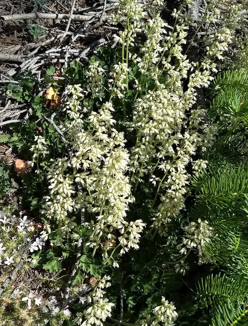 Shaggyhair Alumroot photo 7