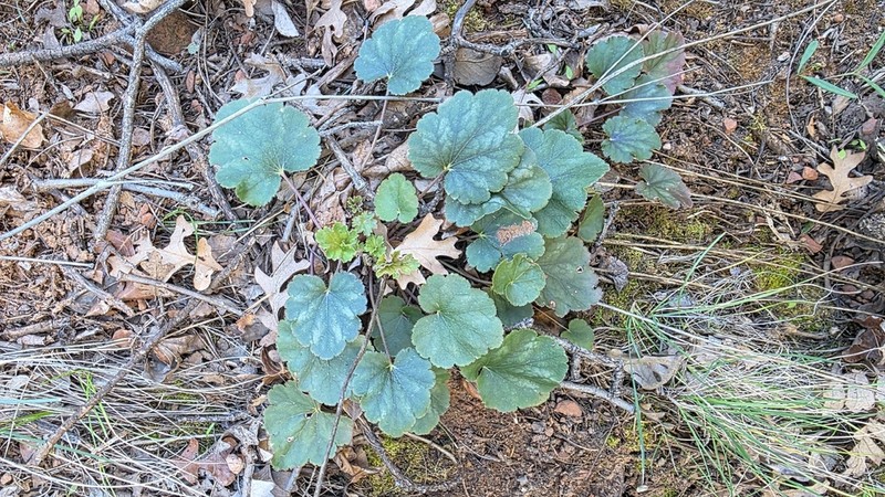 Heuchera inconstans photo 2