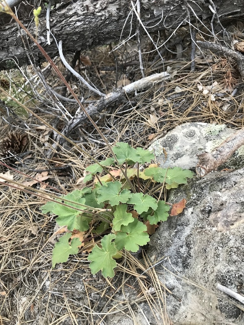 Heuchera inconstans photo 3