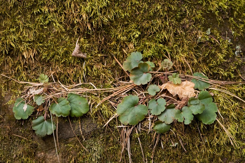 Heuchera inconstans photo 4