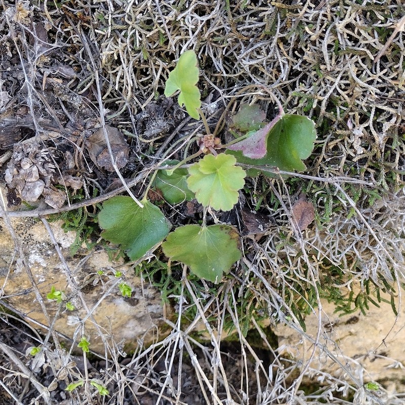 Heuchera inconstans photo 5