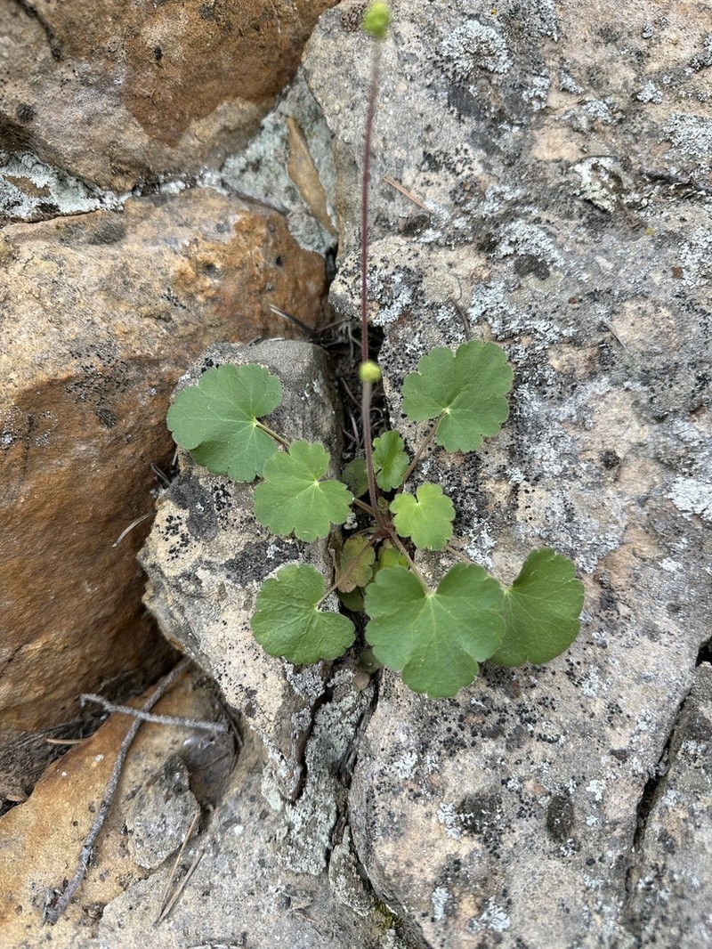 Heuchera inconstans photo 6