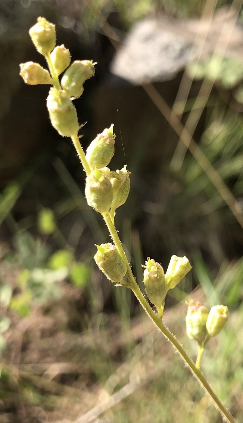 Heuchera inconstans photo 7