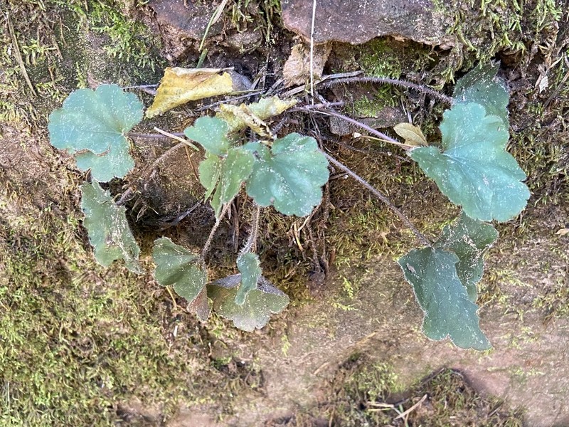 Heuchera inconstans photo 8