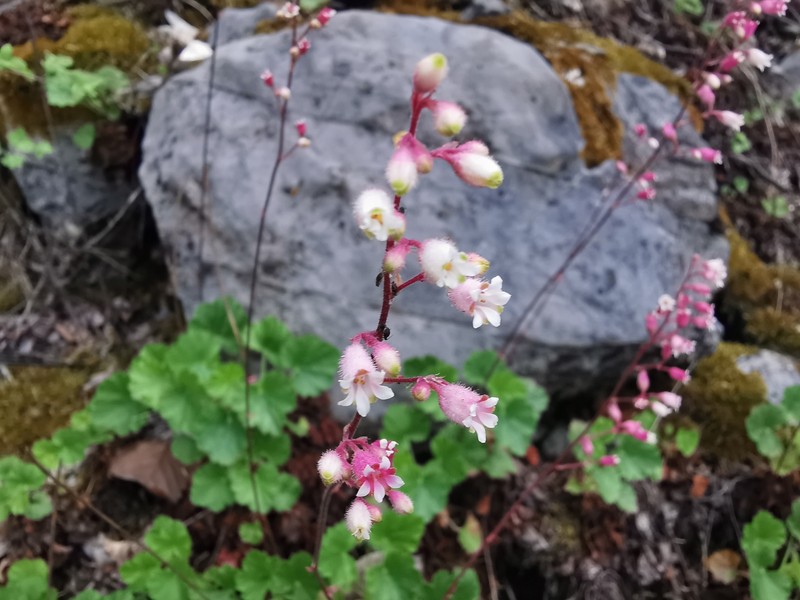 Heuchera lakelae photo 2