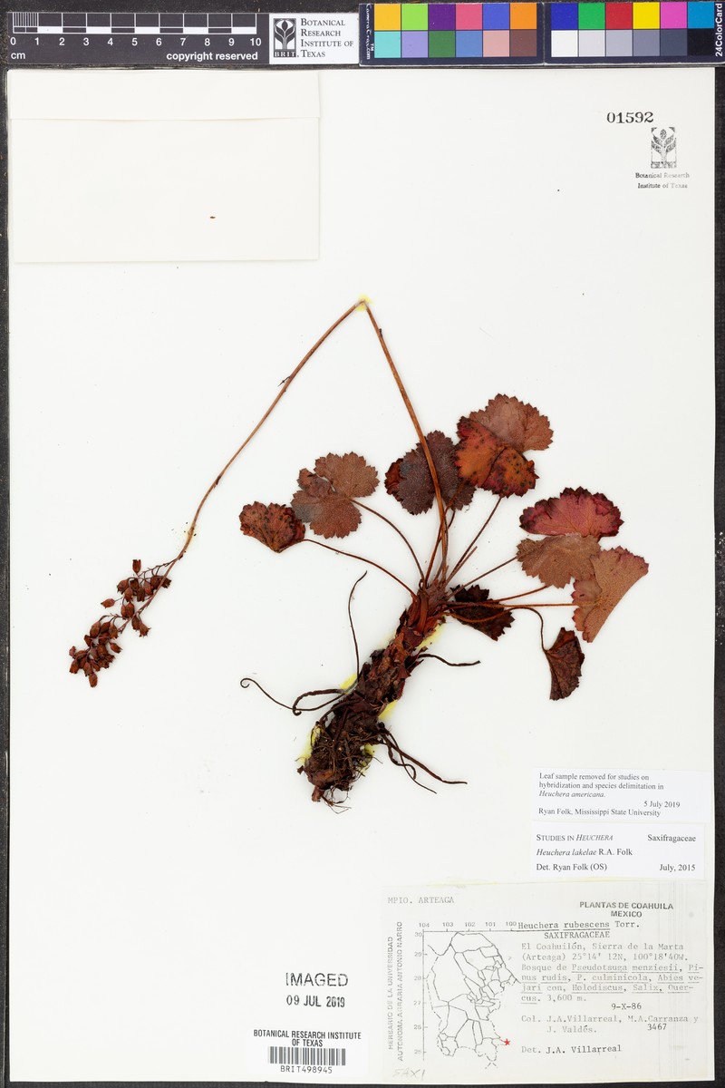 Heuchera lakelae photo 3