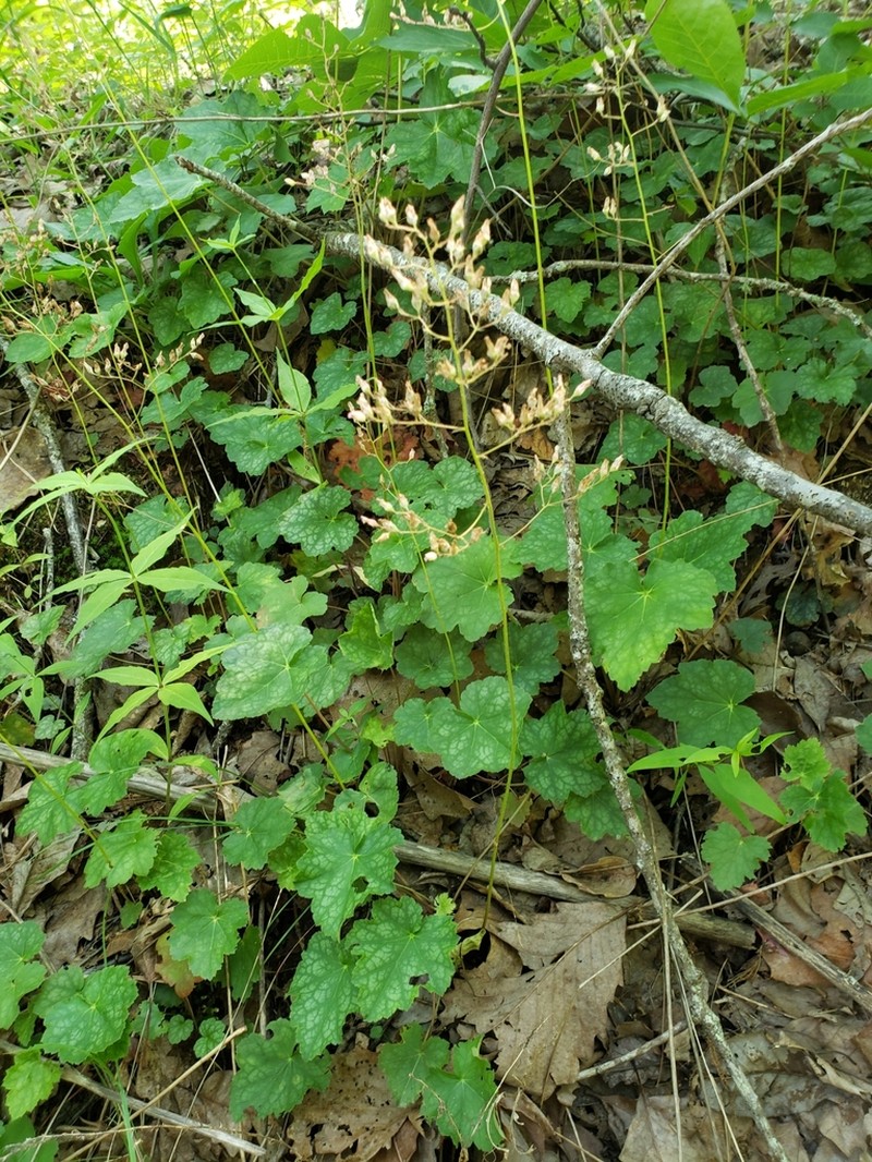 Longflower Alumroot photo 2
