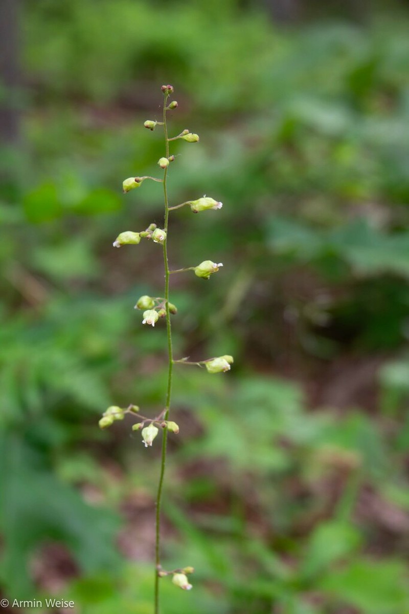 Longflower Alumroot photo 3