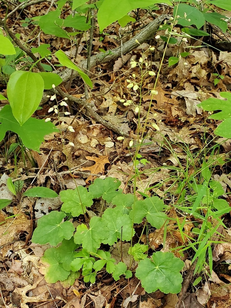 Longflower Alumroot photo 4