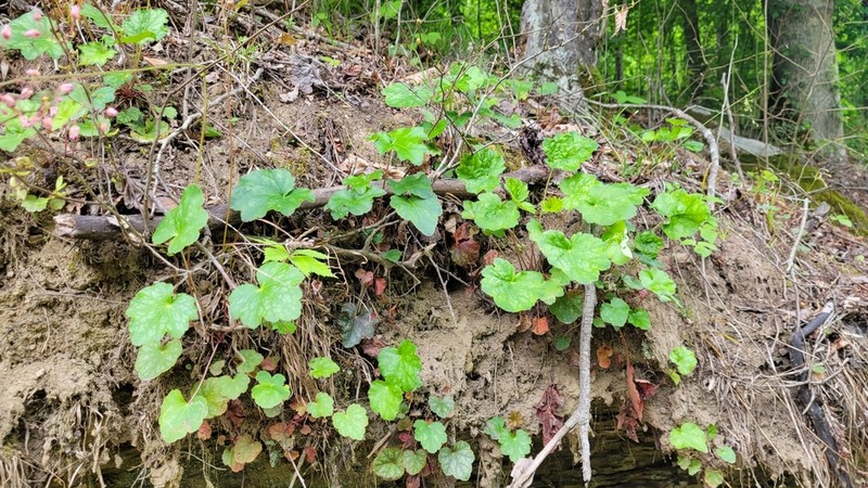 Longflower Alumroot photo 5