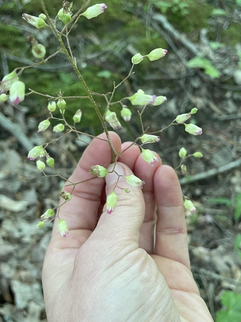 Longflower Alumroot photo 6