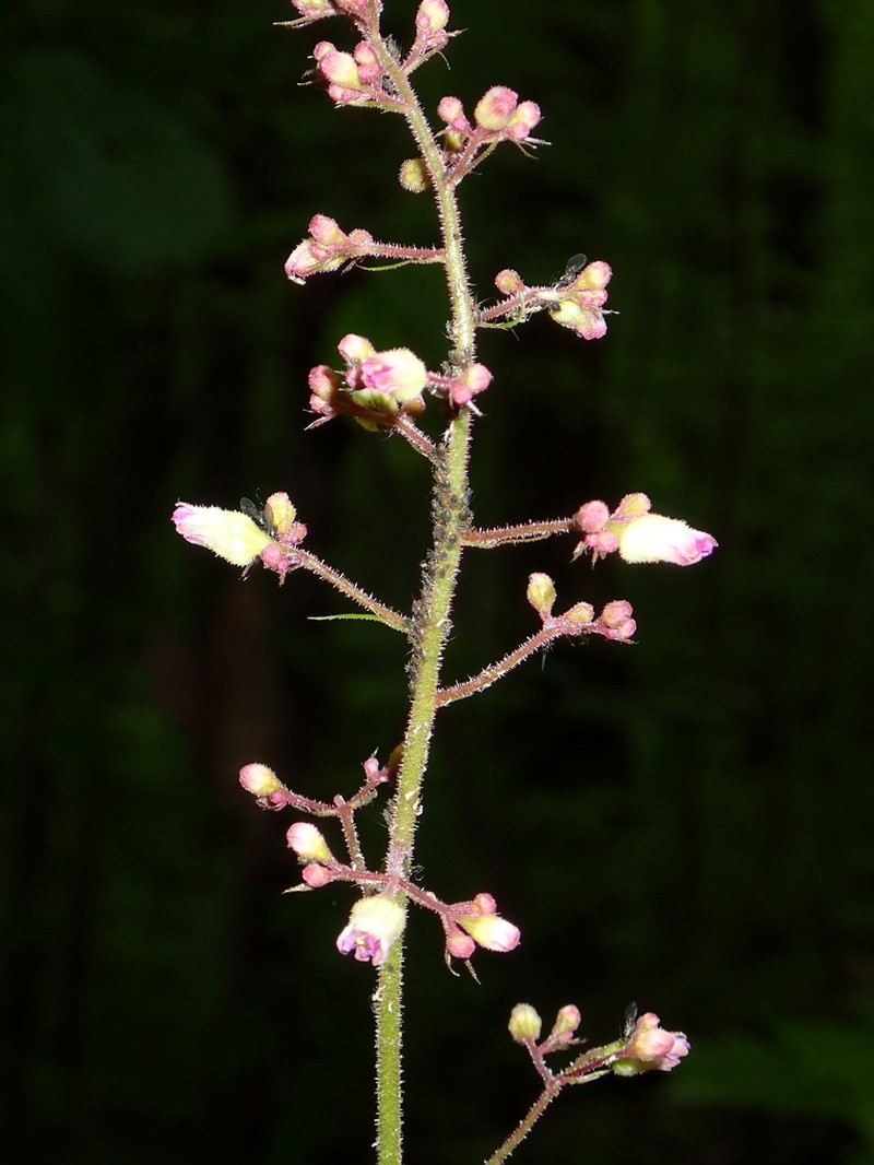 Longflower Alumroot photo 7
