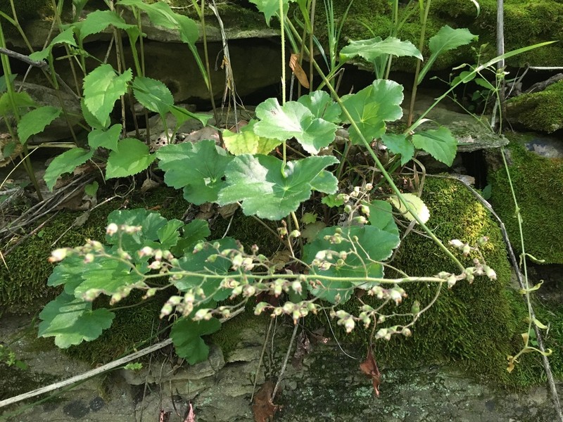 Longflower Alumroot photo 8