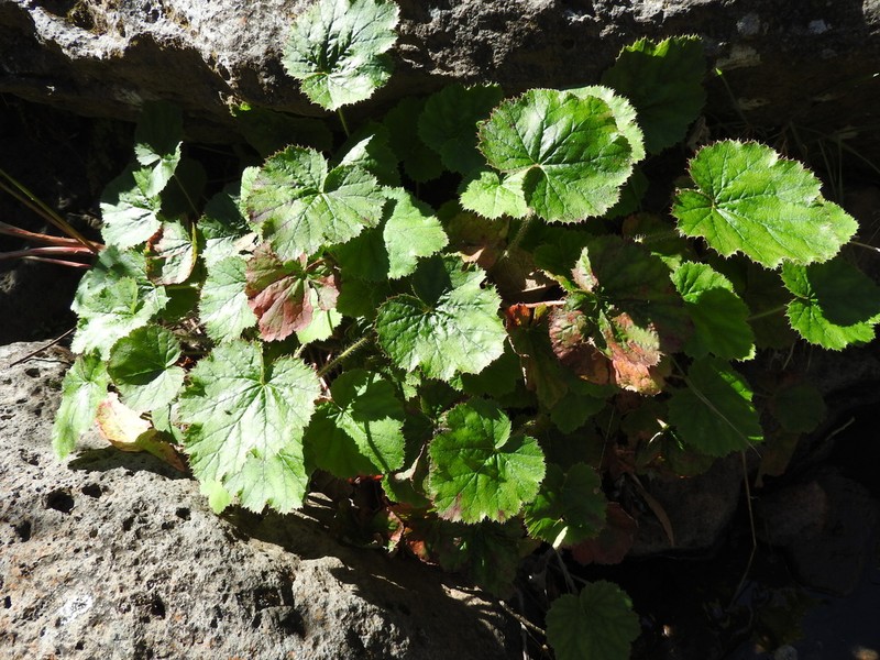 Heuchera longipetala