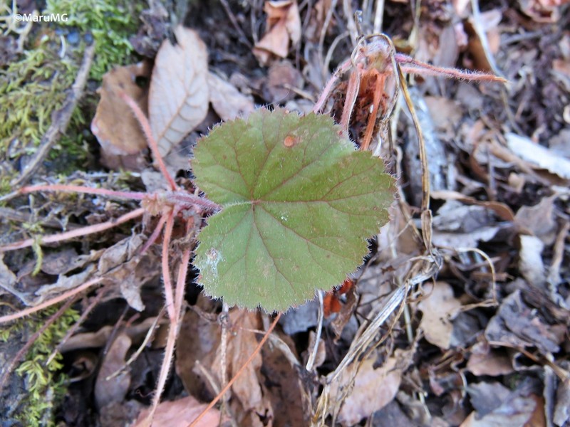 Heuchera longipetala photo 2