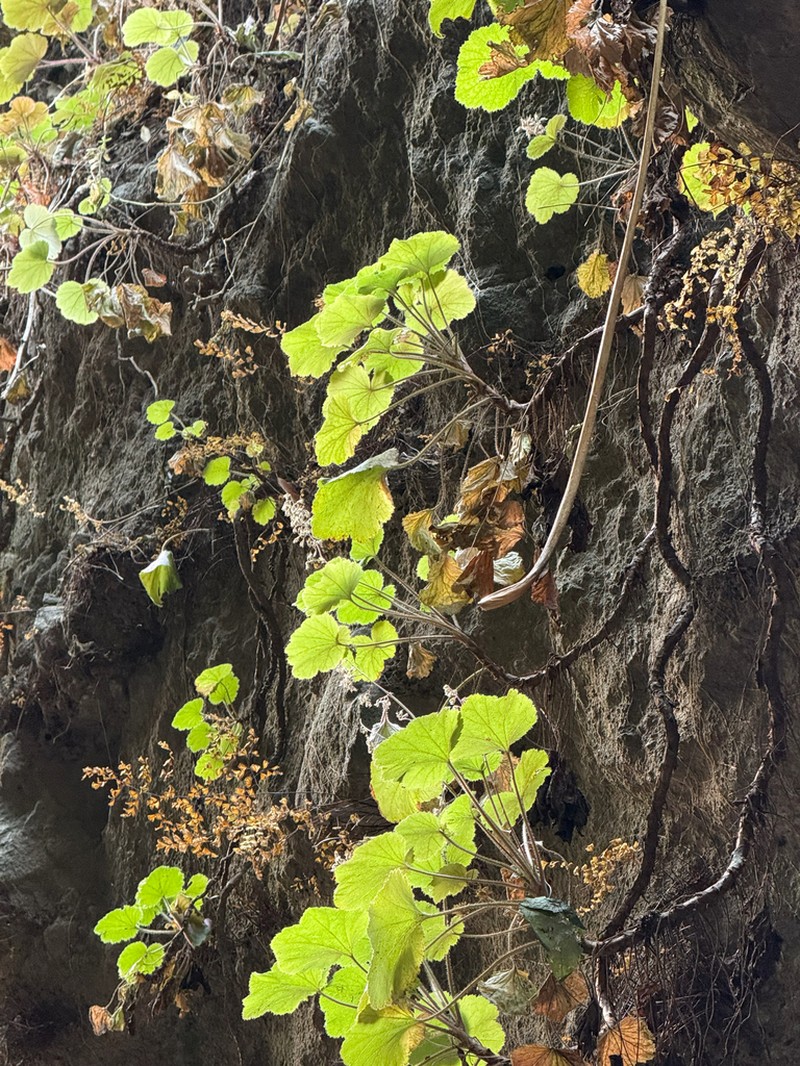Heuchera longipetala photo 3