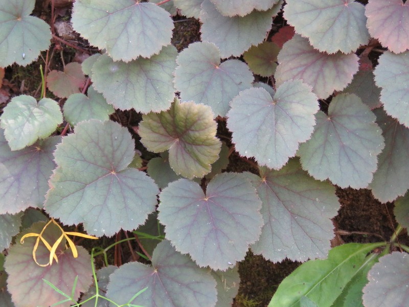 Heuchera longipetala photo 5