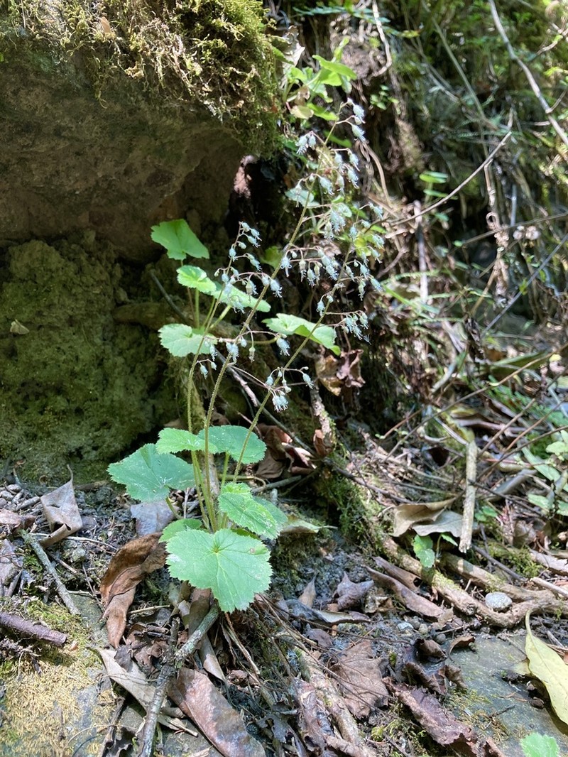 Heuchera longipetala photo 6