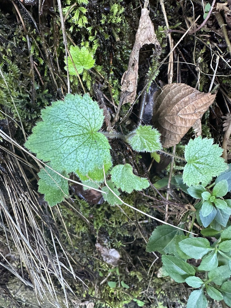 Heuchera longipetala photo 8