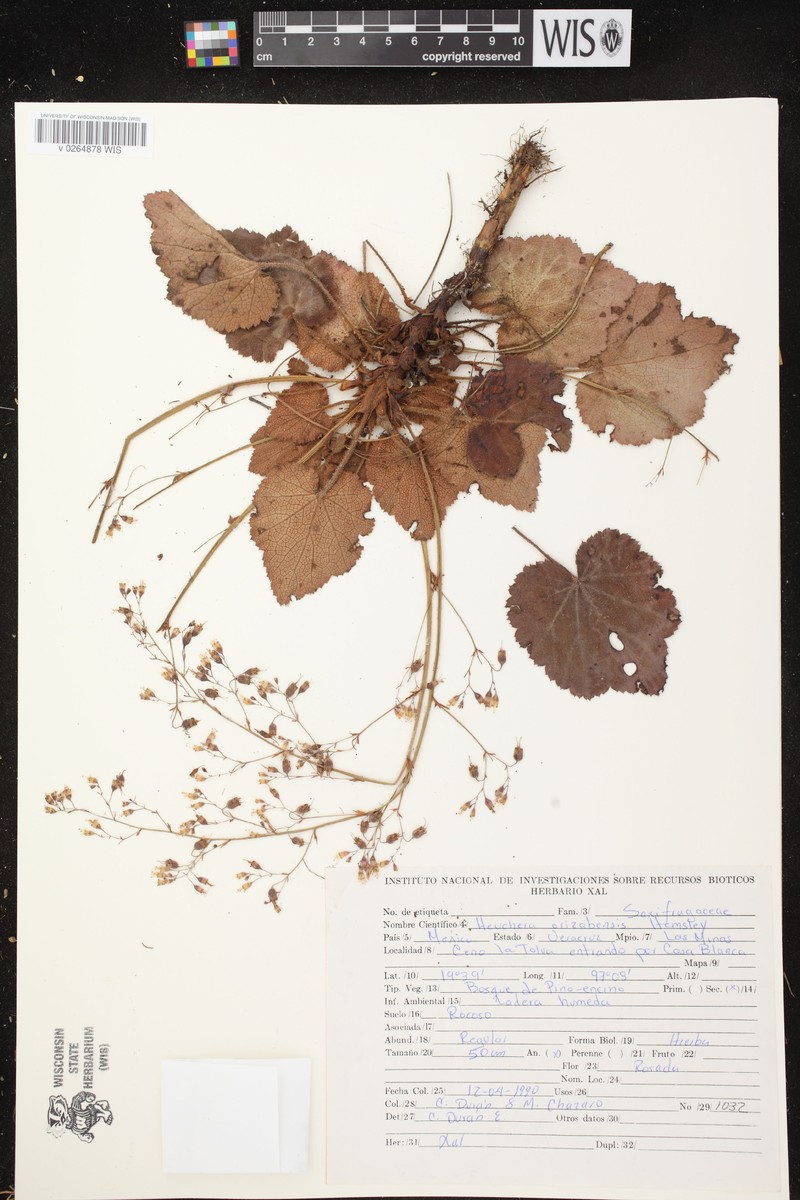 Heuchera longipetala var. longipetala