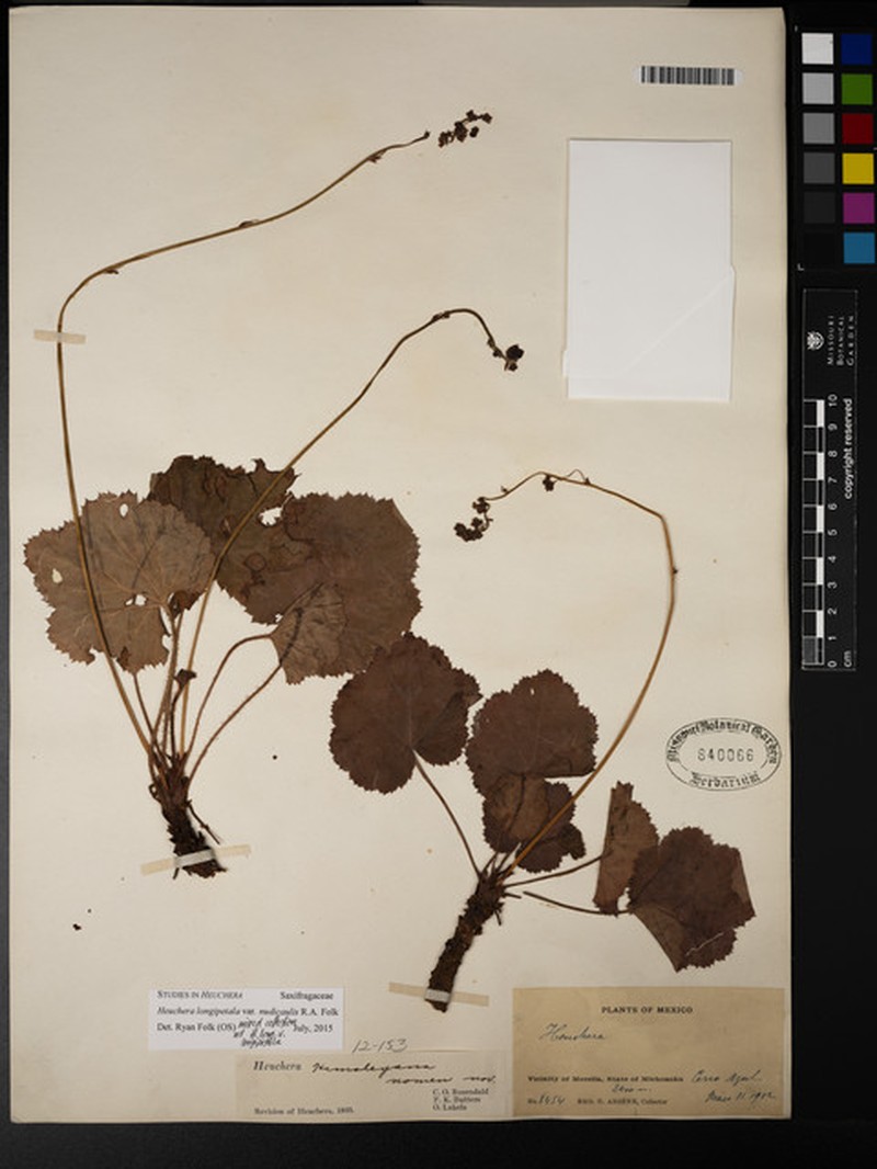 Heuchera longipetala var. nudicaulis