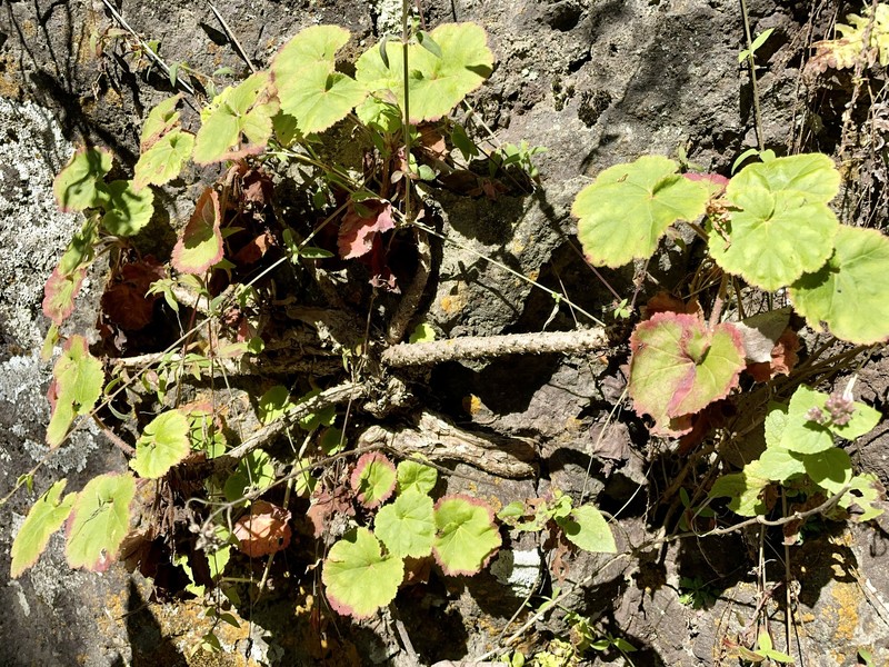 Heuchera longipetala var. orizabensis