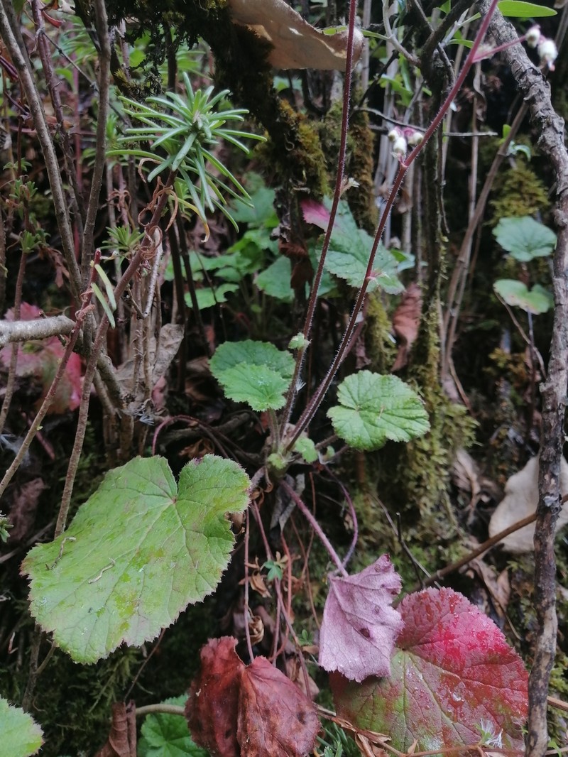 Heuchera longipetala var. orizabensis photo 2