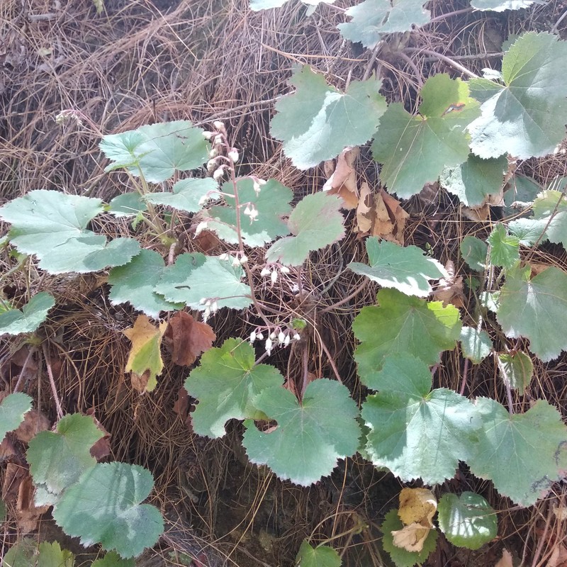 Heuchera longipetala var. orizabensis photo 3